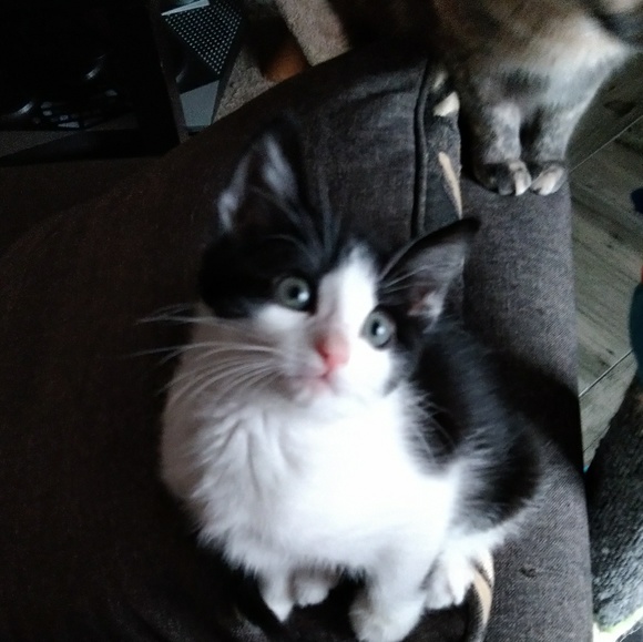 Meet your Posher, Michelle - Picture 1 of 1